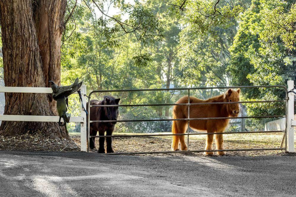 Verandah House Country Estate Mount Tamborine Exterior photo